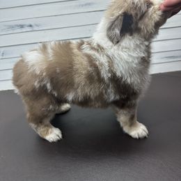 Miniature American Shepherd Puppies from Premiere Minis