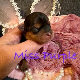 Little Miss Purple - Black and tan female Yorkshire Terrier puppy in Fairview, West Virginia from Prims Puppies LLC