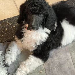 Boy 3 - Poodle puppy in Vancouver, Washington from Urban Hero Poodles