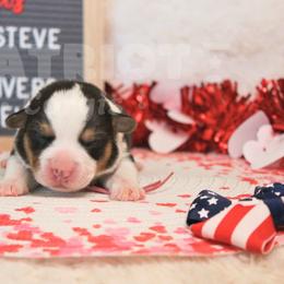 Denali - Black and white female American Corgi puppy in Sedro Woolley, Washington from Patriot Corgis