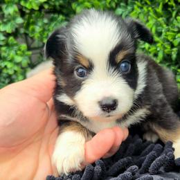 Miss Clover - Black tri female Toy Australian Shepherd puppy in Dolan Springs, Arizona from High Desert Companions