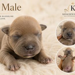 Fawn male - Fawn male Staffordshire Bull Terrier puppy in Houston, Texas from Khaleesi Kennel Blue Staffordshire-bull-terrier