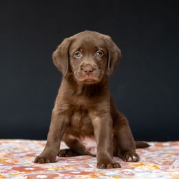 Coffee - Chocolate Labrador Retriever puppy in Pittsburgh, Pennsylvania from Sun Ridge Labradors