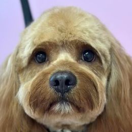 Jax - Cavapoo