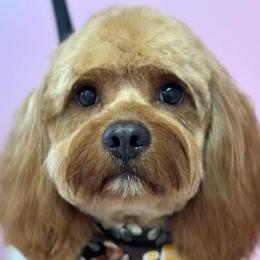 Jax - Cavapoo
