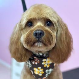 Jax - Cavapoo