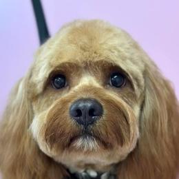 Jax - Cavapoo