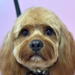 Jax - Cavapoo