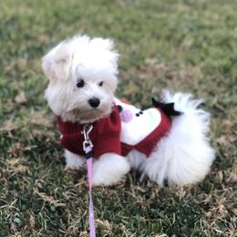 London - Maltipoo