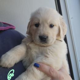 Mint - Golden female Golden Retriever puppy in Lucasville, Ohio from Halo Kennels