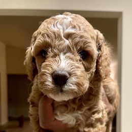 Cavapoo and Cockapoo Puppies from Benji’s Cockapoos
