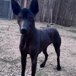 Adela - Xoloitzcuintli