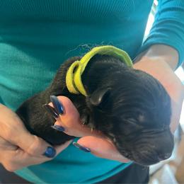 Neon green collar - Black and tan male German Shepherd puppy in Rushsylvania, Ohio from Surgenor Shepherds!