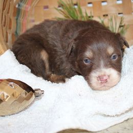 Wade - Red tri-color male Australian Shepherd puppy in Honey Brook, Pennsylvania from New Adventures Puppies