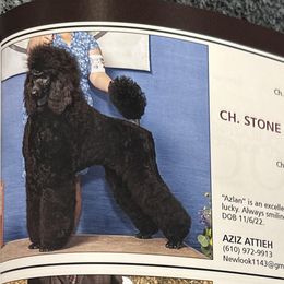 Poodles from Cedar Grove Standard Poodles