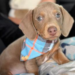 Dachshund Puppies from Wilson's Kennels