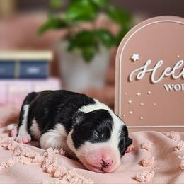 Lore - Black and white female Border Collie puppy in Brooklyn Center, Minnesota from Inspire Performance Dogs