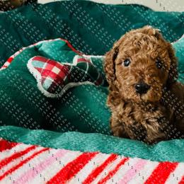 Romeo - Brown male Maltipoo puppy in Mahwah, New Jersey from Awwws-n-Pawws