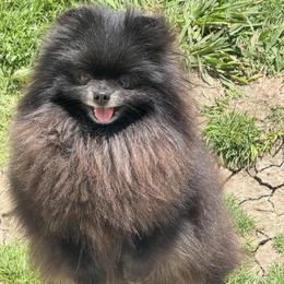 Ember - Pomeranian