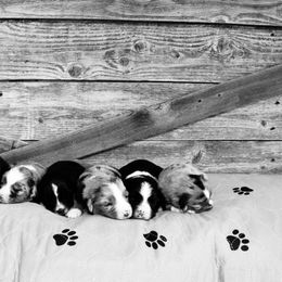 Miniature Australian Shepherd Puppies from Broken T Australian Shepherds
