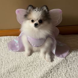 Dahlia - Orange sable female Pomeranian puppy in Success, Missouri from Sweet Success