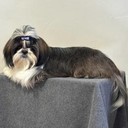 Mandy - Shih Tzu