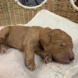 Boy 5 - male Goldendoodle puppy in Clermont, Florida from Da Ruba Doodles