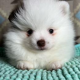 AKC KNOCK 1800 - Chocolate parti male Pomeranian puppy in Watkins Glen, New York from Wicked Spirits Pomeranians