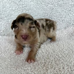 Gregory - Red merle male Australian Shepherd puppy in Blomkest, Minnesota from Meljestic Farms