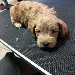 Topher - Wheaten male Miniature Schnauzer puppy in Orlando, Florida from AOK SCHNAUZERS - Central Florida Miniature Schnauzers