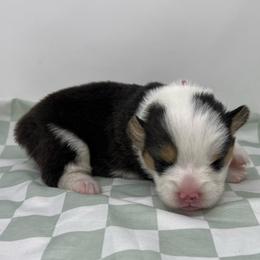 Biscuit - Black and tan female Pembroke Welsh Corgi puppy in Waco, Texas from The Comma Corgis