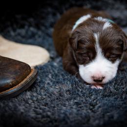 Girl 3 - female Border Collie puppy in Shelbyville, Tennessee from C Horns Ranch Border Collies