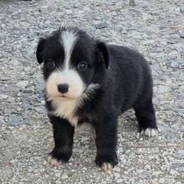 Raven - Black & white female Miniature American Shepherd puppy in Leonard, Texas from Tin Roof Aussies