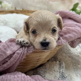 Orange collared female - Apricot female Maltipoo puppy in Marshallville, Ohio from Grassy Meadow Pups