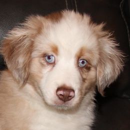 Boy 1 - Miniature Australian Shepherd puppy in Corydon, Indiana from Arbuckle’s Lookin Good Aussies (LGA)