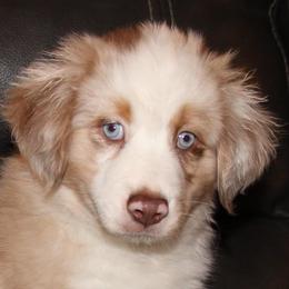 Boy 1 - Miniature Australian Shepherd puppy in Corydon, Indiana from Arbuckle’s Lookin Good Aussies (LGA)