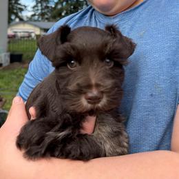 Ross - Liver male Miniature Schnauzer puppy in Tacoma, Washington from AKC Nordwest Schnauzers