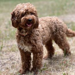 Taco - Goldendoodle