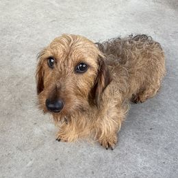 Paco - Dachshund
