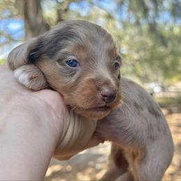 Sienna - dapple long hair - Dapple female Dachshund puppy in Lakeland, Florida from Elite Doxies Florida