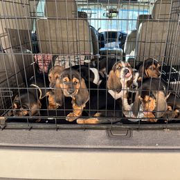 Basset Hound Puppies from Blessed Bassets