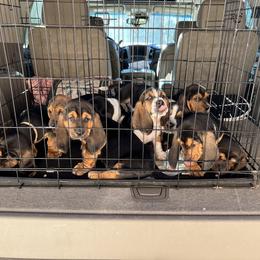 Basset Hound Puppies from Blessed Bassets