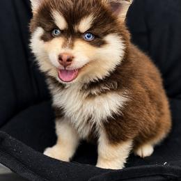 Bill - Red and white male Pomsky puppy in Winston, Oregon from Arctic Tails Spitz