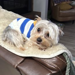 Maverick Rose - Yorkshire Terrier