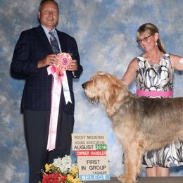 Otterhounds from OHeavens Otterhounds