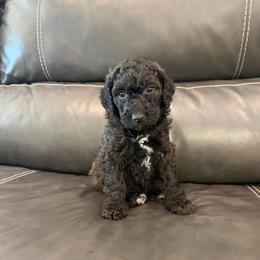 Goldendoodle and Poodle Puppies from Gentle Paw Goldendoodles