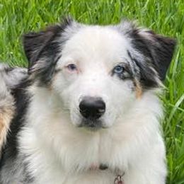 Australian Shepherds from Forest River Aussies