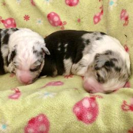 Australian Shepherd Puppies from Bline's Awesome Aussies