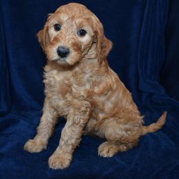 Kali - Cream female Goldendoodle puppy in Jasper, Indiana from Hilltop Pups LLC