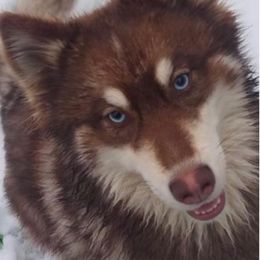 Zuko - Pomsky